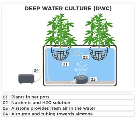 DWC .